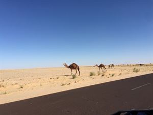 Camels in the desert