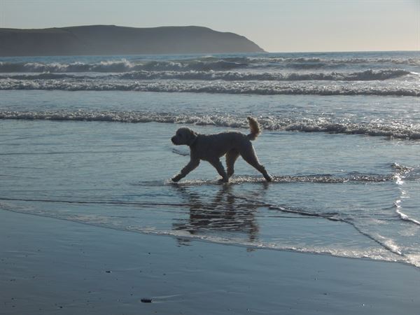 Dog friendly beaches: Woolacombe Bay beach