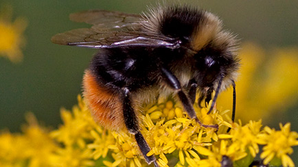 bumblebee