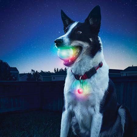 Glowing Dog&rsquo;s Ball