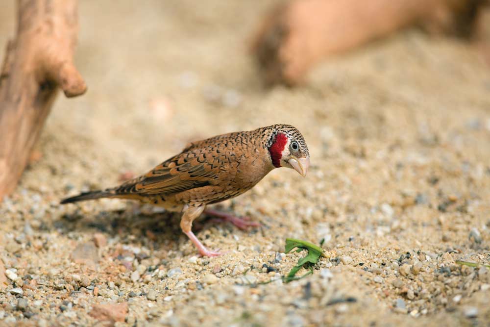 Bird life Tor Bay