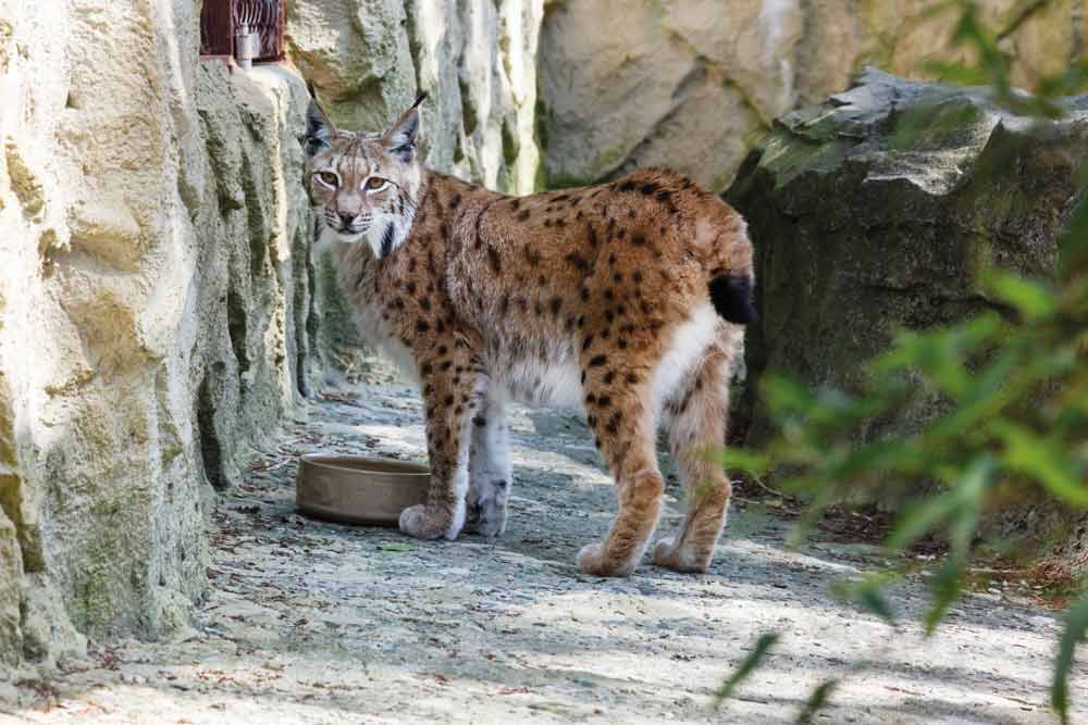 A European Lynx at Exmoor Zoo