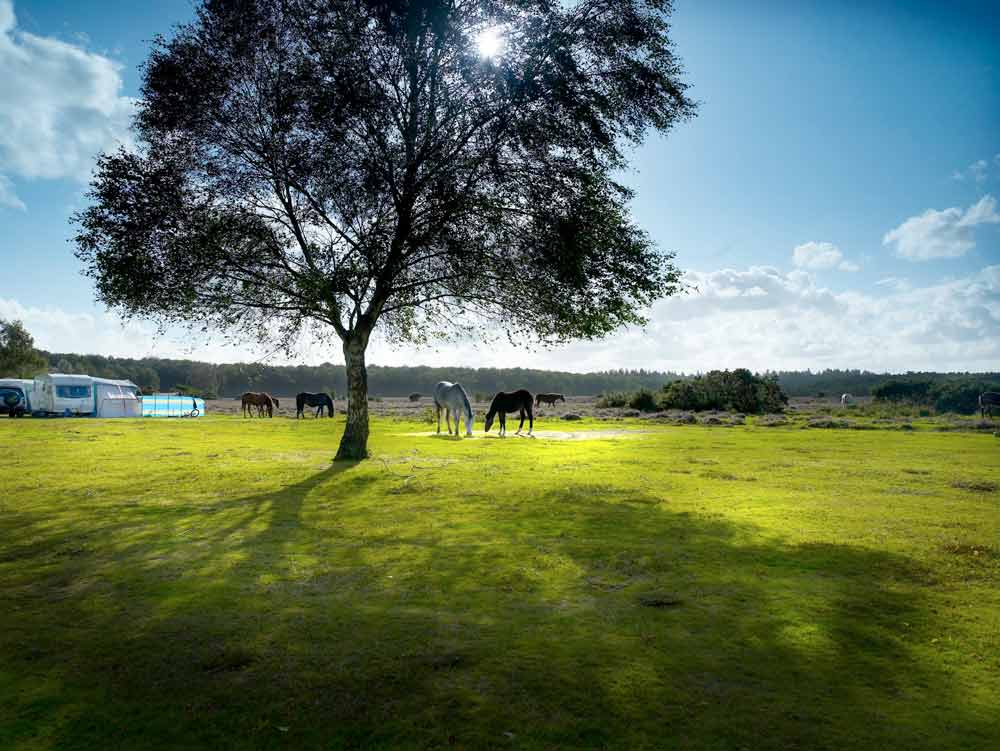 Aldridge Hill campsite, New Forest