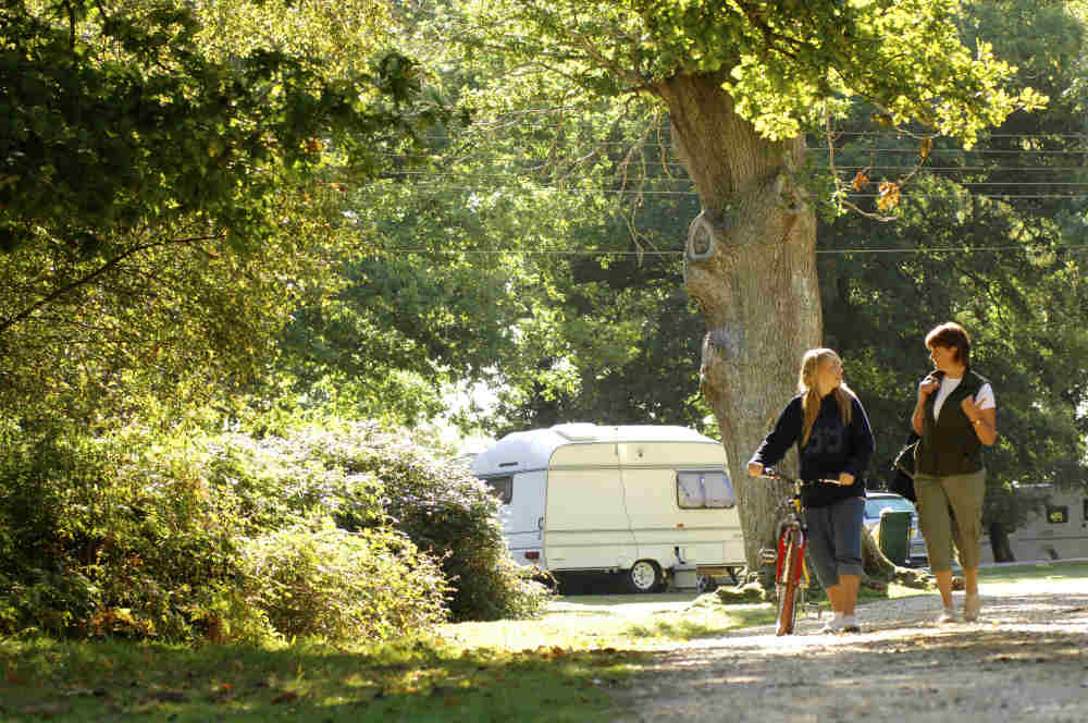Hollands Woods Camping in the Forest