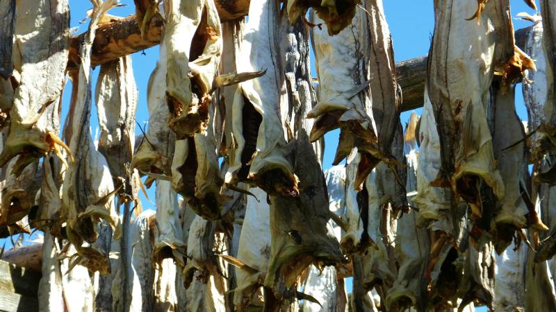 Drying cod at Henningsvaer Henningsvaer DRYING COD