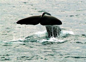 There's amazing wildlife in the Nordics! There's amazing wildlife in the Nordics!