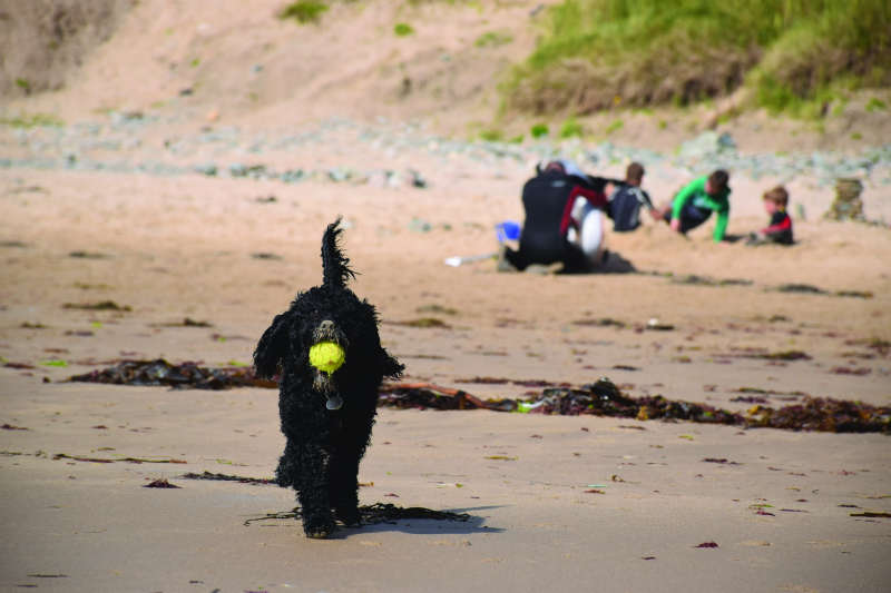 Dog on a beach