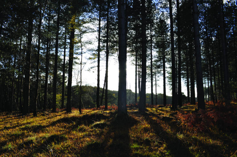woods near littlehampton