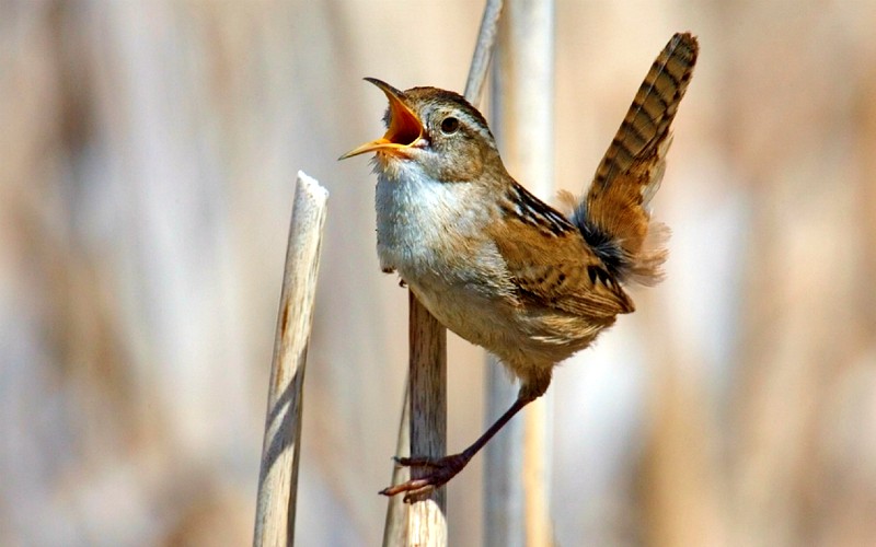dawn chorus