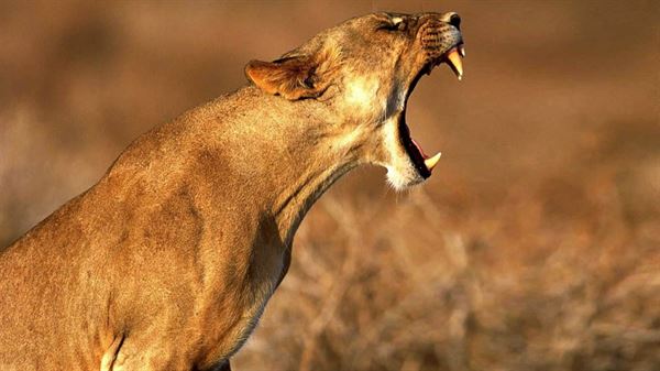Lioness