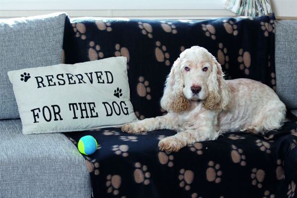 pet-friendly holiday homes pet-friendly holiday homes