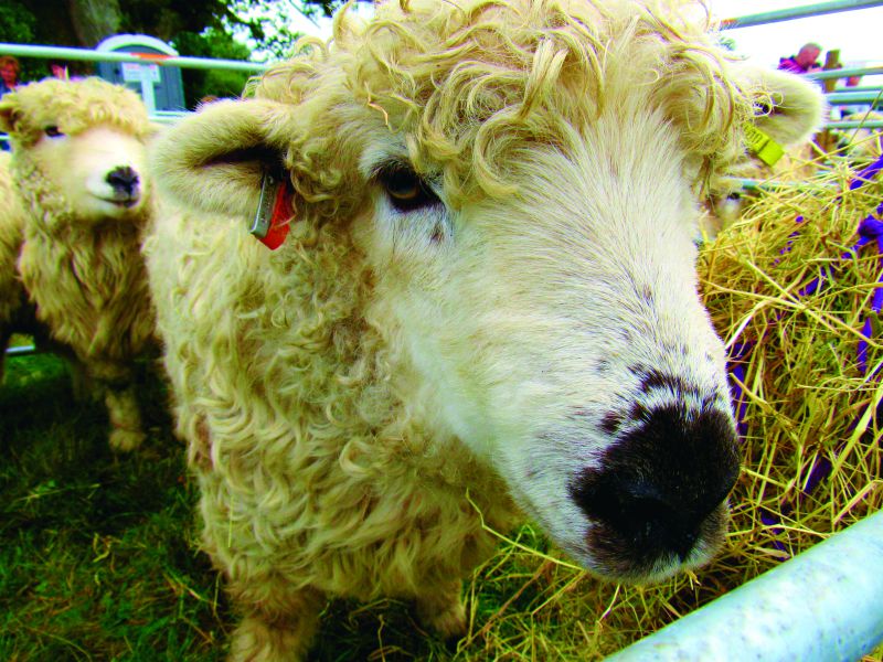 Widecombe fair sheep