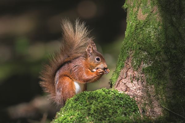 Read squirrels are abundant near Hawes