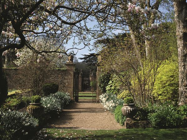 The daffodil-lined avenue at Athelhampton