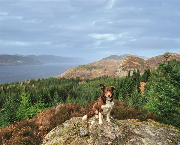 Collie Braan enjoys the view at Farigaig Forest viewpoint