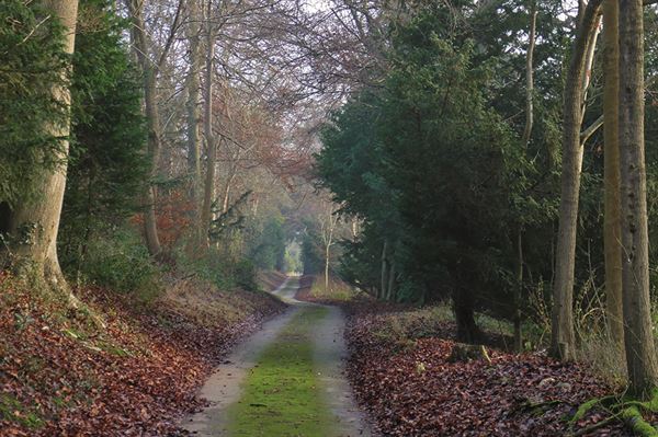 The gently rounded Chiltern Hills are criss-crossed by a vast number of paths