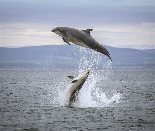 Dolphins leaping on an EcoVentures cruise