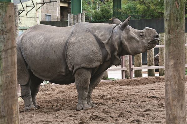 Greater one-horned  rhino at Chester Zoo