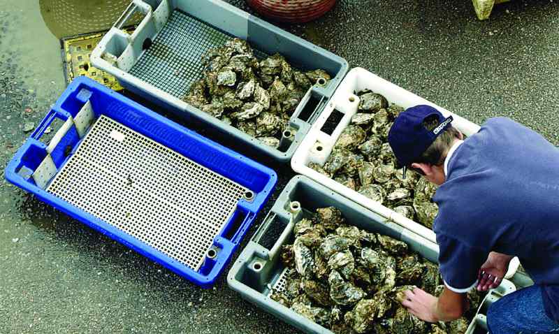 Whitstable Oysters