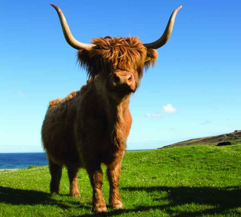 Scotch Beef