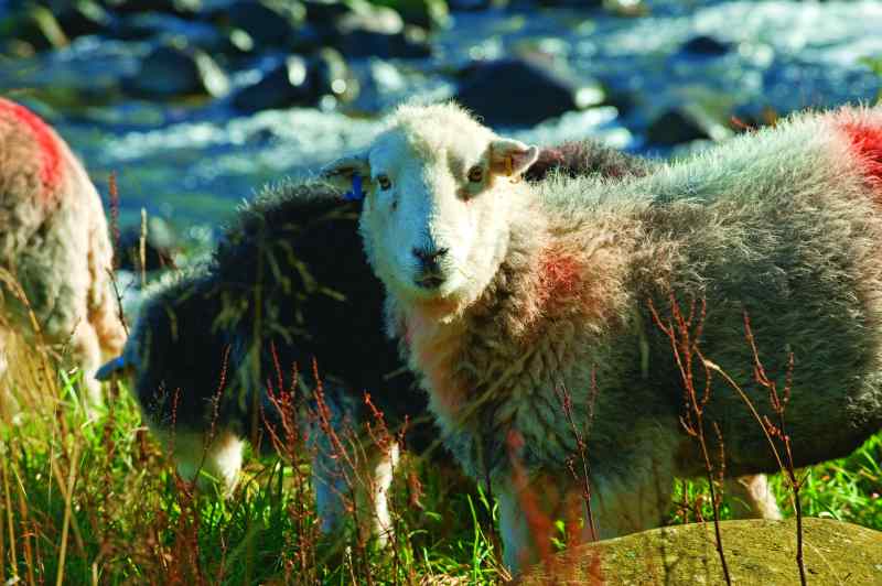 Lakeland Herdwick Lamb