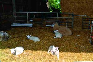 Lambing time! Lambing time!