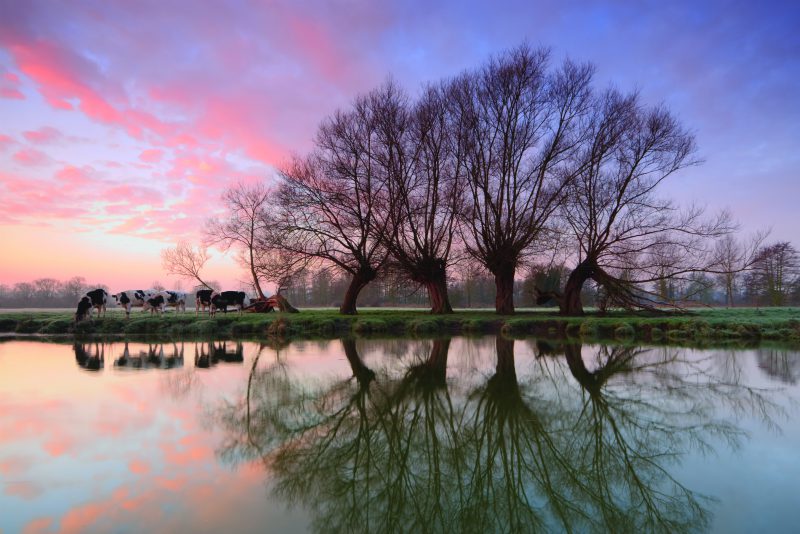 dedham essex
