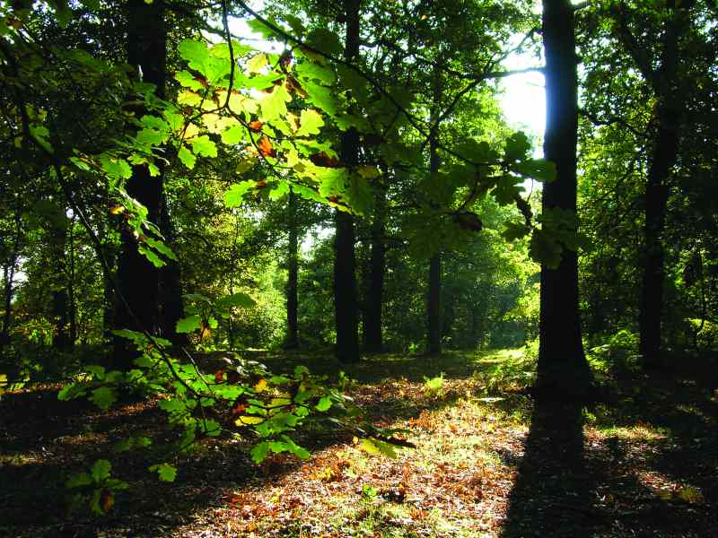 Sherwood Forest