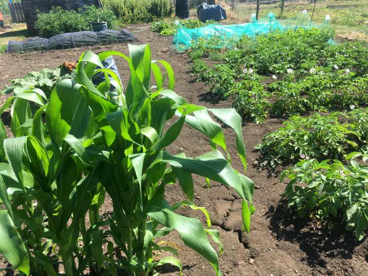 allotment produce