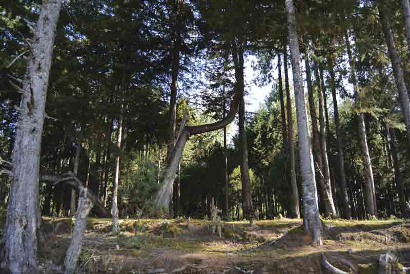 Image of the foothills of the Aberdares in Kenya