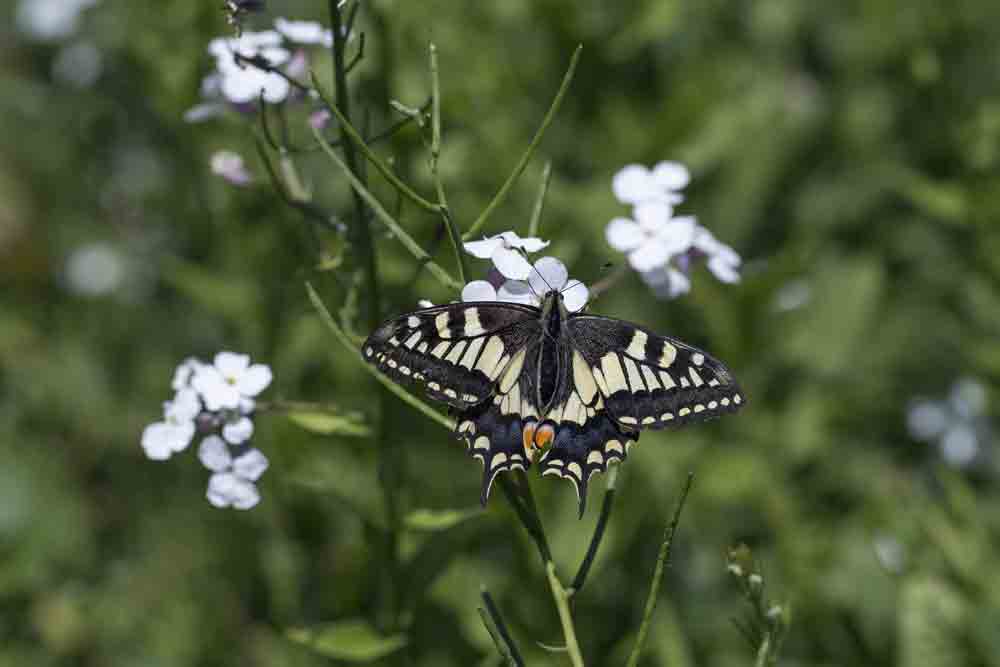 Image of a butterfly