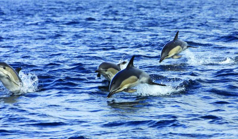 Dolphins in Cornwall