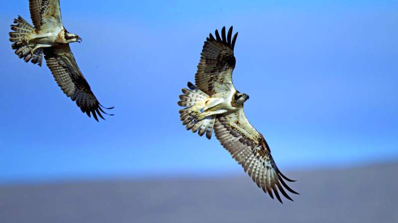 Ospreys In Rutland