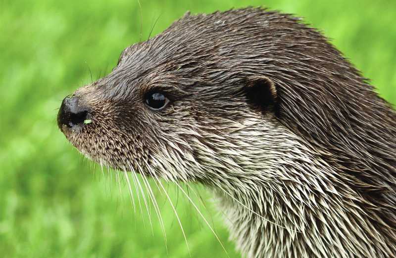 Otters in Wales