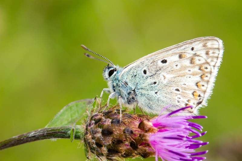 Butterflies in Stratford-upon-Avon