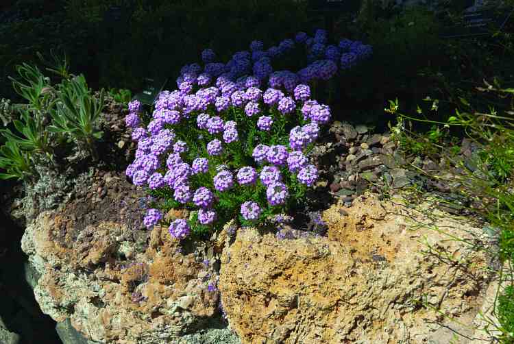 tufa garden