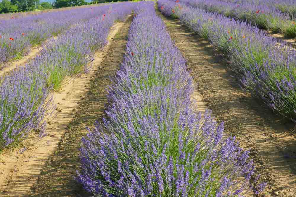 Image of lavender fields in France