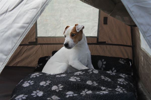 Dog in a tent