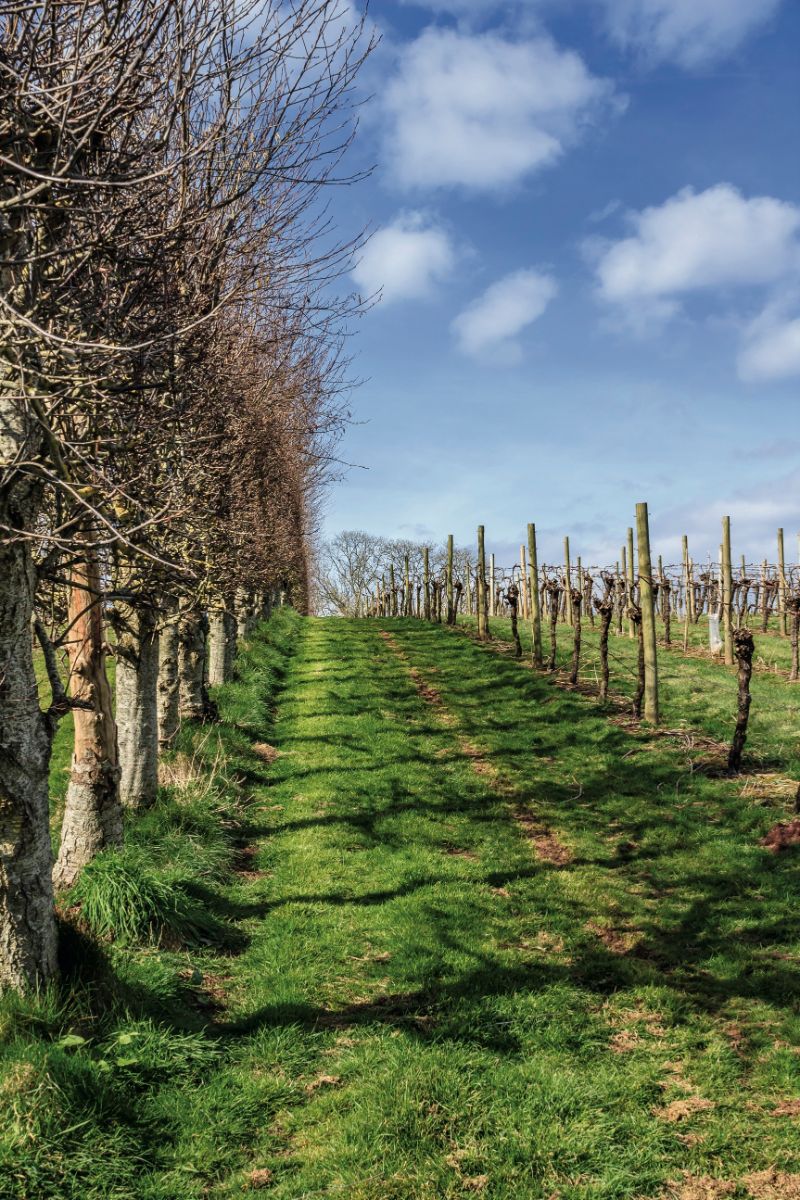 Devon wine tour
