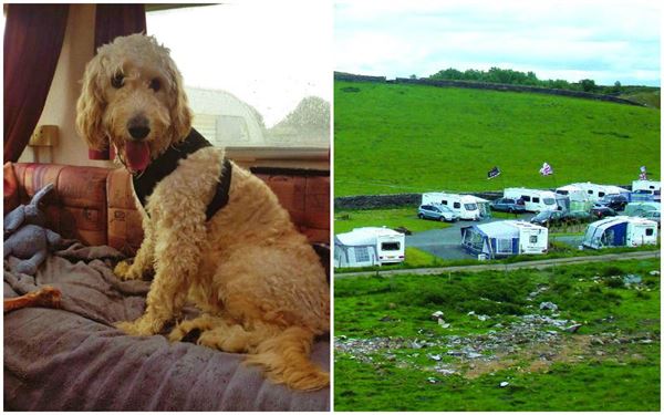 Paws on tour: Caravanning fun for furry four-legged friends!