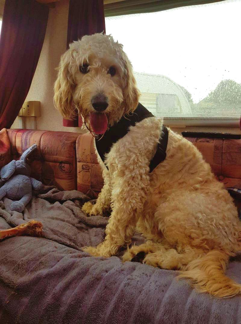Roxy the dog