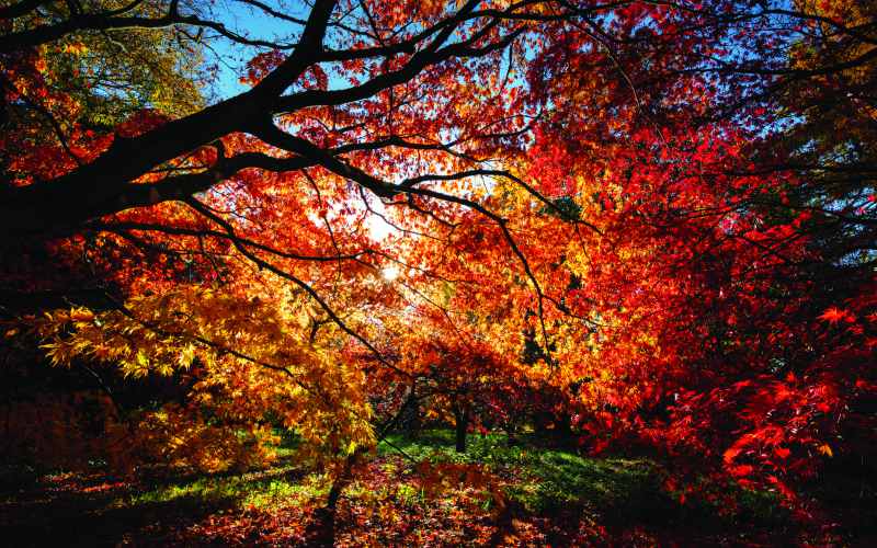 The National Arboretum,Westonbirt, Gloucestershire