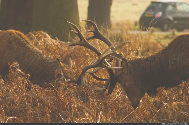 Richmond Park, London