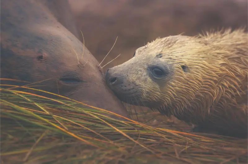 Donna Nook, Lincolnshire