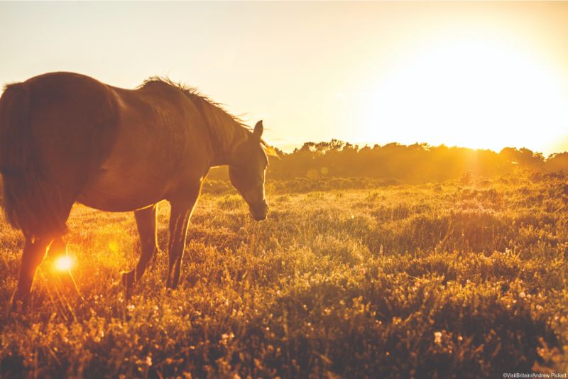 wild pony in the New Forest