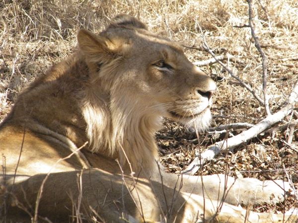 A young male lion enjoying the after shade in Kruger National Park