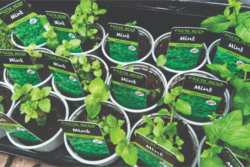 Herbs