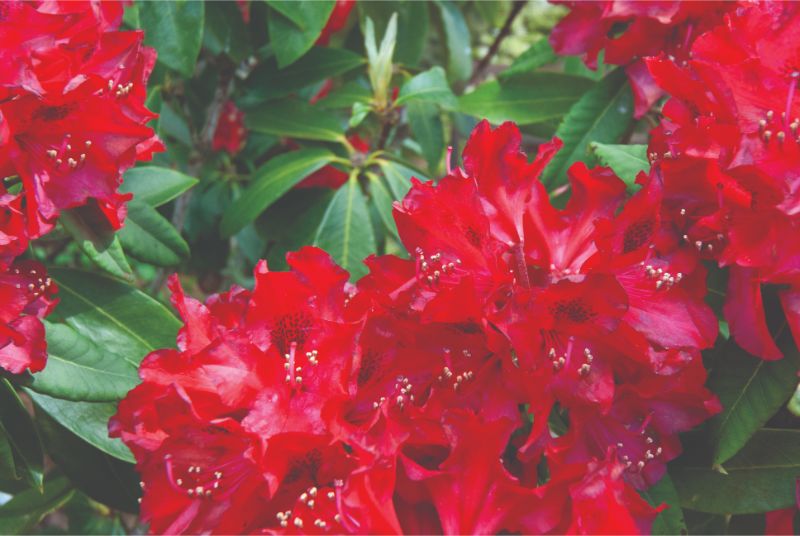 The woodland walk - at rhododendron time