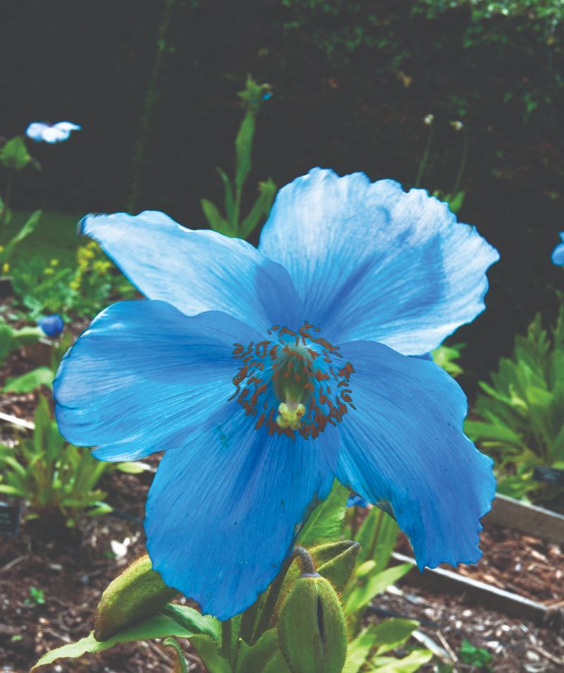 Himalayan poppies