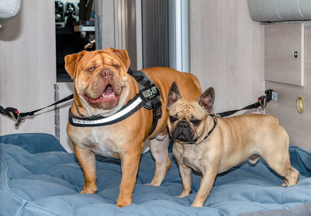 A bespoke dog bed is available in the Auto-Sleepers Fairford Plus